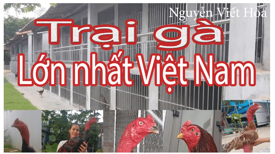 Gà Chọi