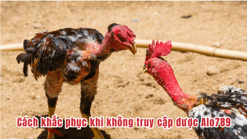 trực tiếp đá gà