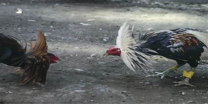 Đá Gà Cựa Dao Xin88 