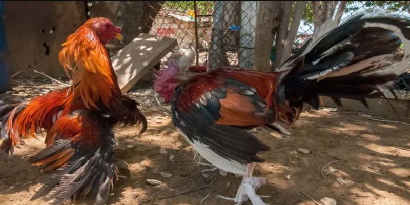 Đá Gà Cựa Dao Xin88