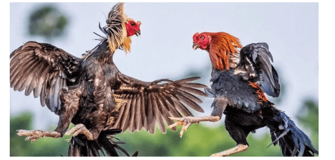 Cách Xem Kèo Đá Gà Và Đặt Cược