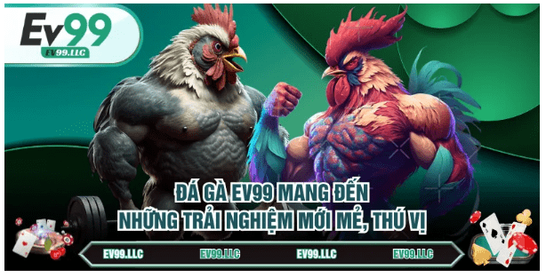 Đá gà EV99