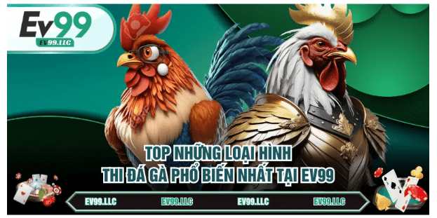 Đá gà EV99
