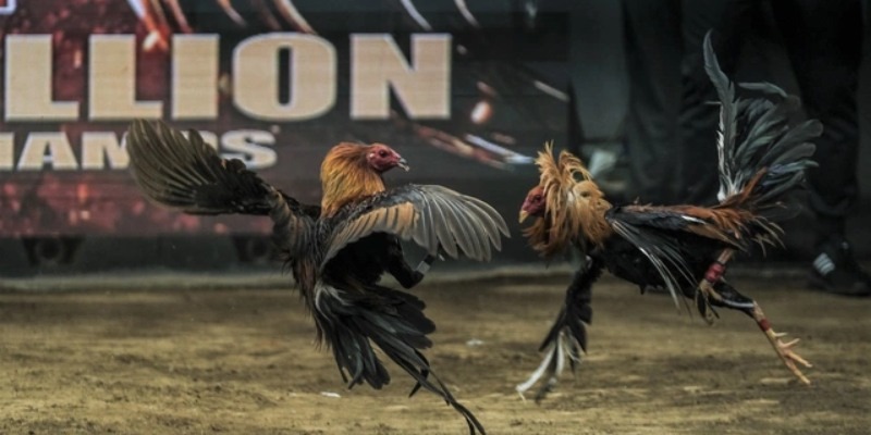 Trải nghiệm Giao dịch tại trang đá gà uy tín ALO789 An toàn