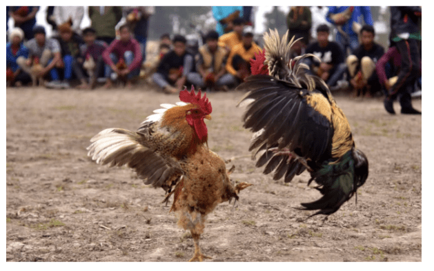 tỷ lệ kèo đá gà ALO789