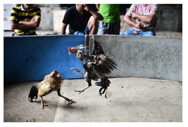 tỷ lệ kèo đá gà ALO789